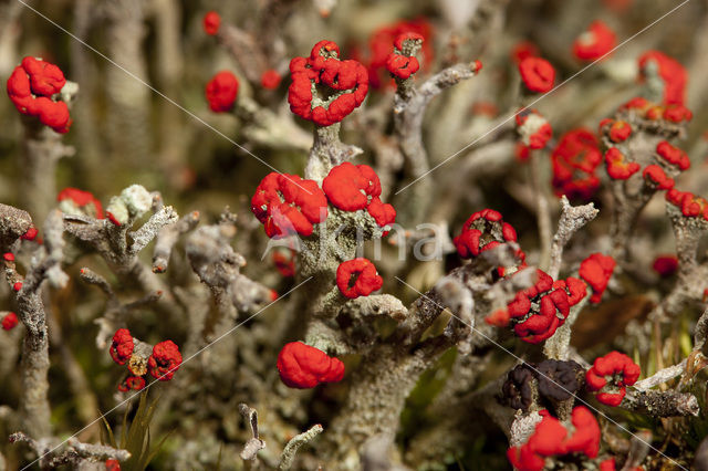 Bengal match lichen (Cladonia floerkeana)