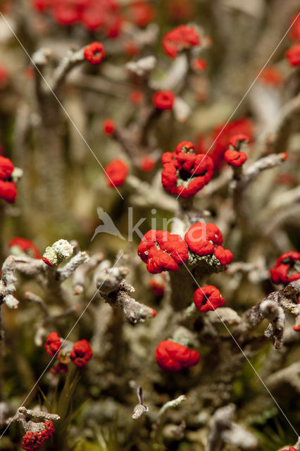 Rode heidelucifer (Cladonia floerkeana)