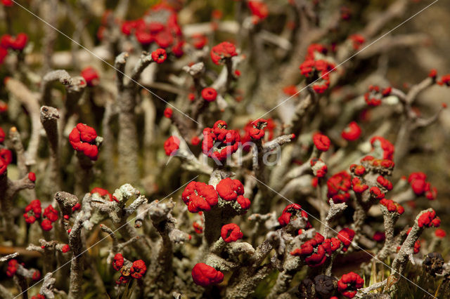 Bengal match lichen (Cladonia floerkeana)