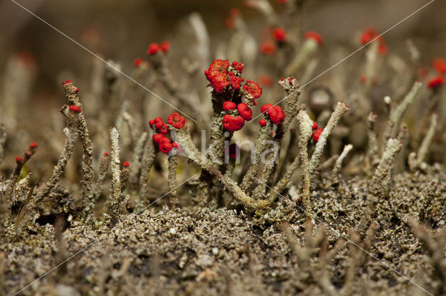 Bengal match lichen (Cladonia floerkeana)