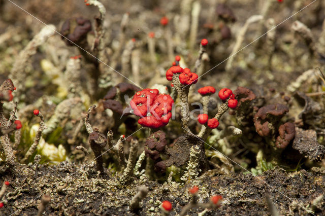 Bengal match lichen (Cladonia floerkeana)