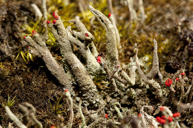 Bengal match lichen (Cladonia floerkeana)