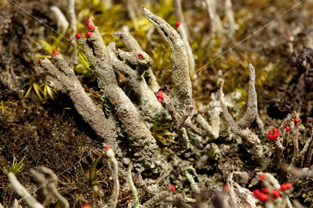 Rode heidelucifer (Cladonia floerkeana)