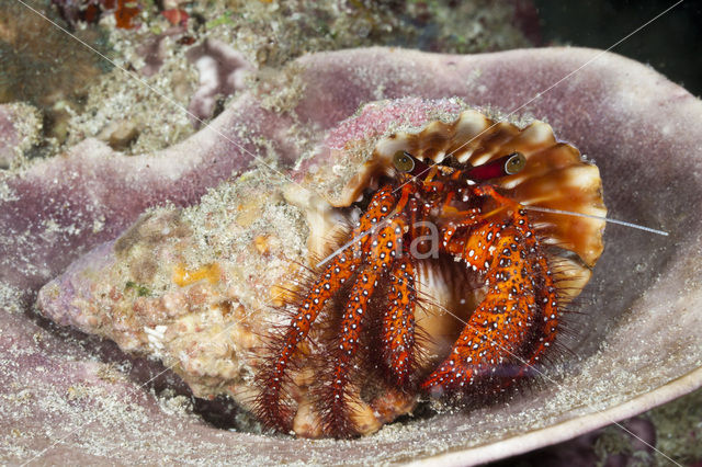 Red Hermit Crab (Dardanus megistos)