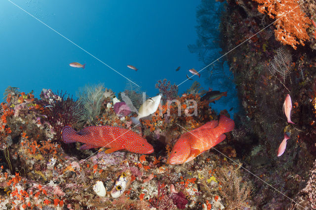 Rode Koraalbaars (Cephalopholis miniata )