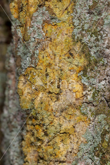 Chaenotheca ferruginea