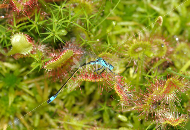 Round-leaved Sundew (Drosera rotundifolia)