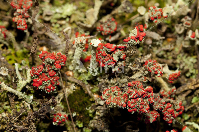 Red pixie cup (Cladonia coccifera)