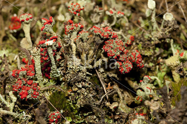 Rood bekermos (Cladonia coccifera)