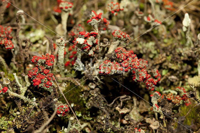 Red pixie cup (Cladonia coccifera)