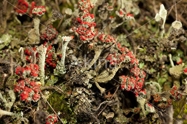 Red pixie cup (Cladonia coccifera)
