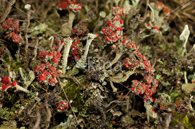 Rood bekermos (Cladonia coccifera)