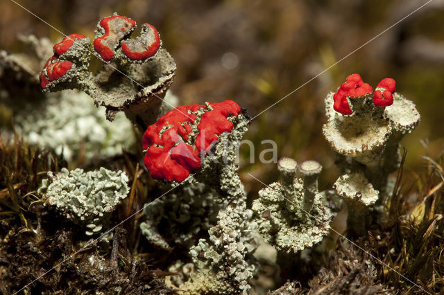 Rood bekermos (Cladonia coccifera)