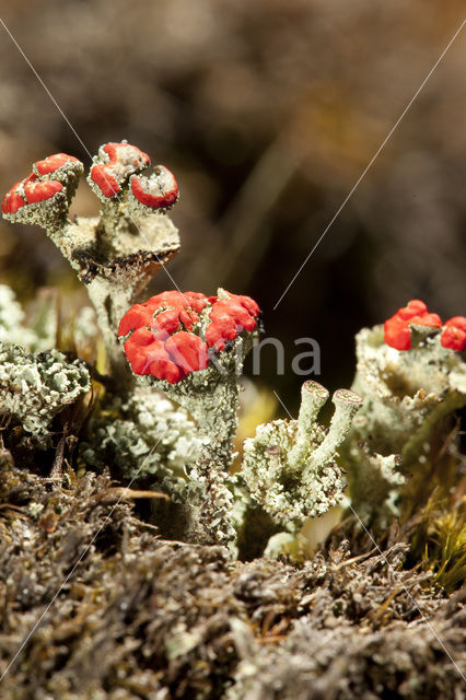 Rood bekermos (Cladonia coccifera)