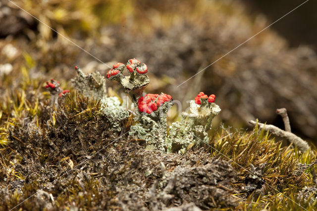 Rood bekermos (Cladonia coccifera)