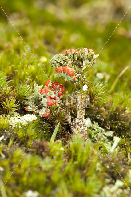 Red pixie cup (Cladonia coccifera)