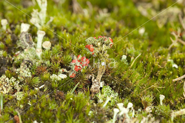 Red pixie cup (Cladonia coccifera)