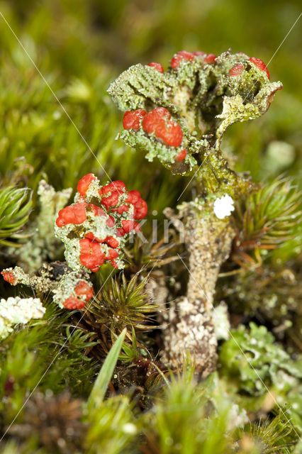 Red pixie cup (Cladonia coccifera)