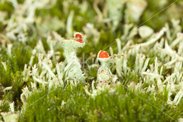 Rood bekermos (Cladonia coccifera)