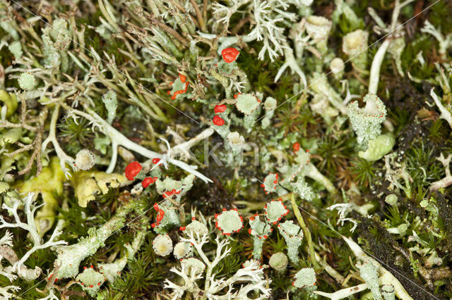 Red pixie cup (Cladonia coccifera)
