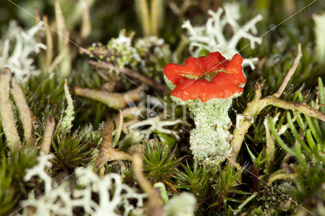 Red pixie cup (Cladonia coccifera)