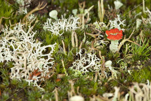 Red pixie cup (Cladonia coccifera)