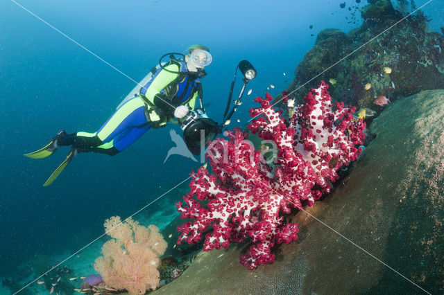 Rood Zacht koraal (Dendronephthya spec.)
