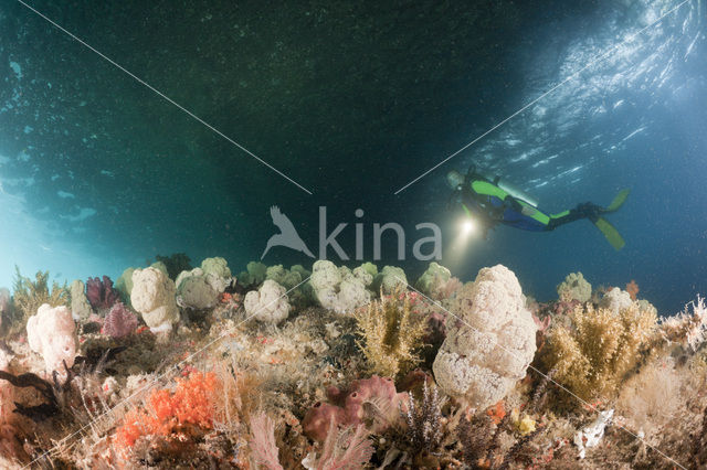 Rood Zacht koraal (Dendronephthya mucronata)