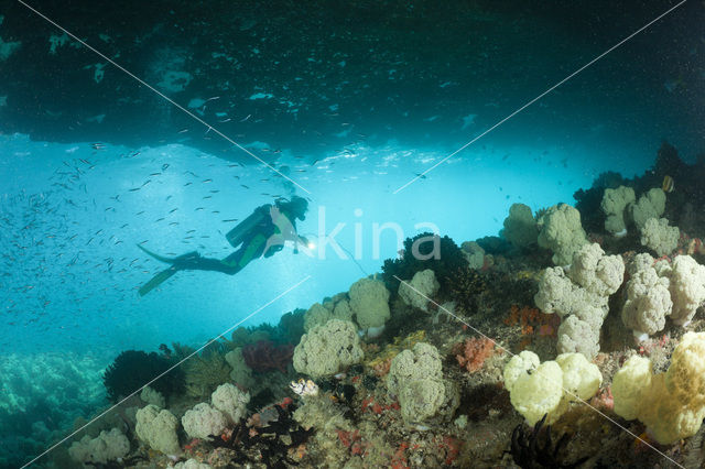 red Soft coral (Dendronephthya mucronata)