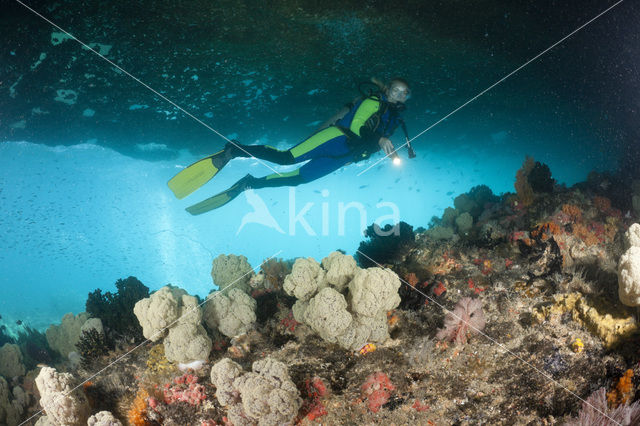 red Soft coral (Dendronephthya mucronata)