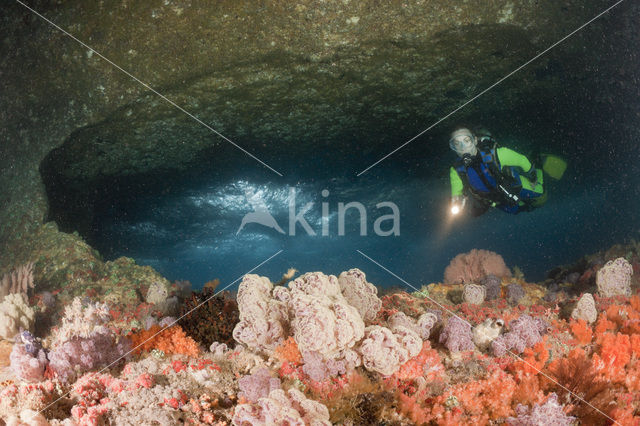 red Soft coral (Dendronephthya mucronata)