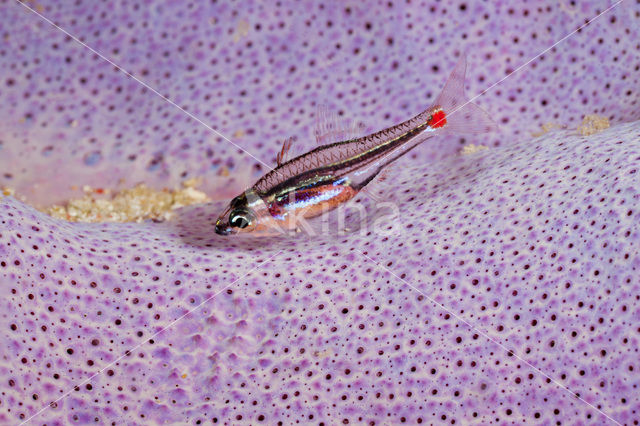 Red-spotted cardinalfish (Apogon parvulus)