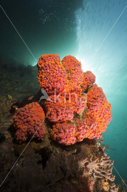 Yellow Cup coral (Tubastrea spec)