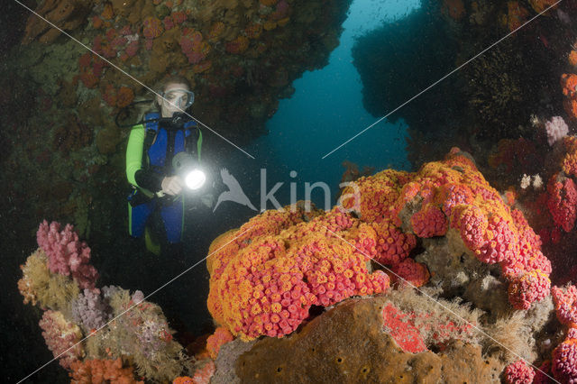 Cup coral (Tubastrea faulkneri)