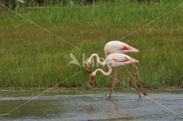 Roze flamingo (Phoenicopterus ruber)