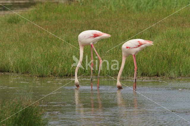 Greater Flamingo (Phoenicopterus ruber)