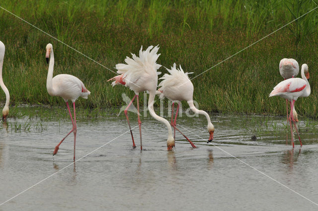 Roze flamingo (Phoenicopterus ruber)