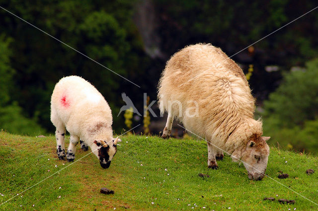 Sheep (Ovis domesticus)