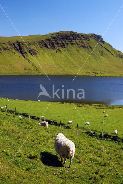 Sheep (Ovis domesticus)