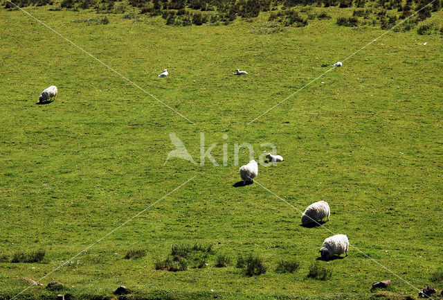 Sheep (Ovis domesticus)
