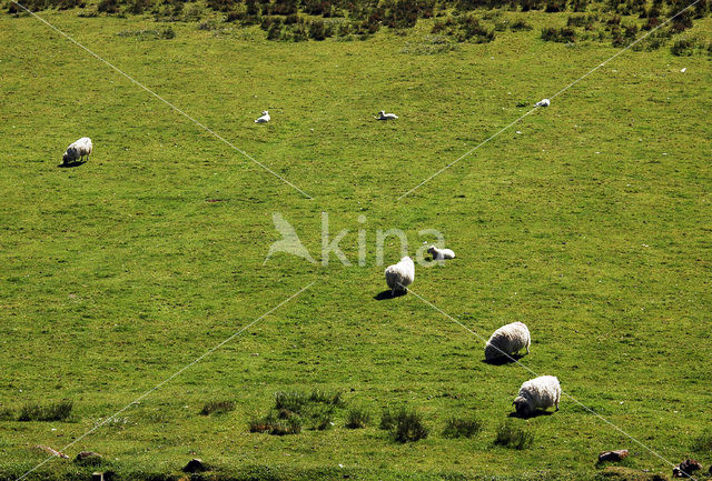 Schaap (Ovis domesticus)