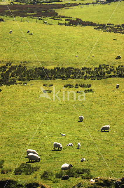 Sheep (Ovis domesticus)