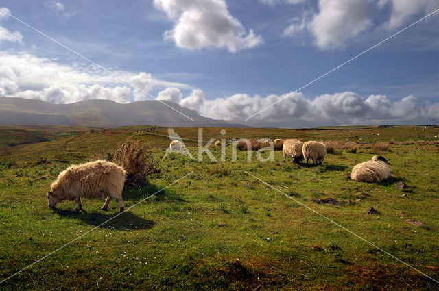 Sheep (Ovis domesticus)