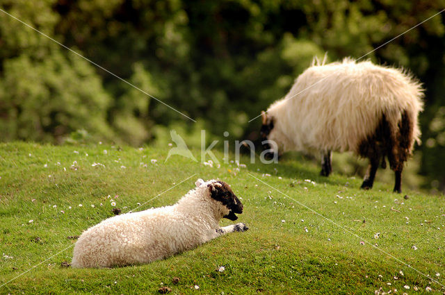 Sheep (Ovis domesticus)