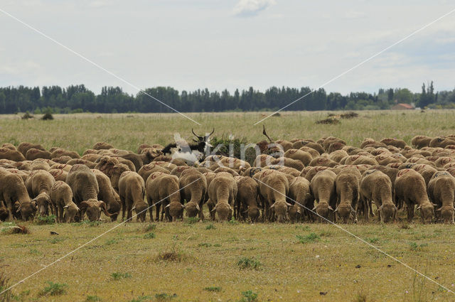 Schaap (Ovis domesticus)