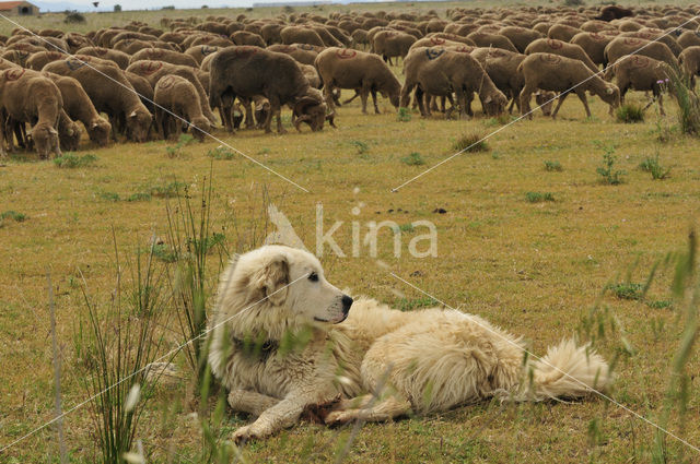 Sheep (Ovis domesticus)