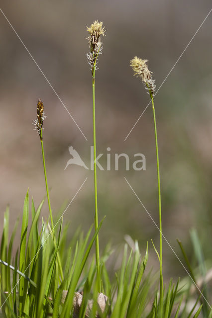 Schaduwzegge (Carex umbrosa)