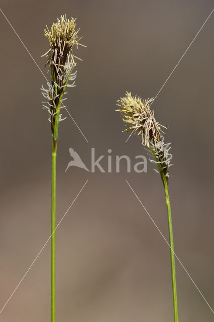 Carex umbrosa