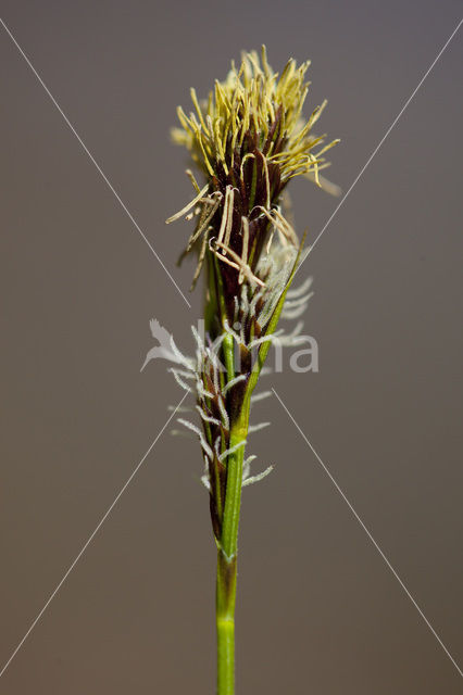 Carex umbrosa