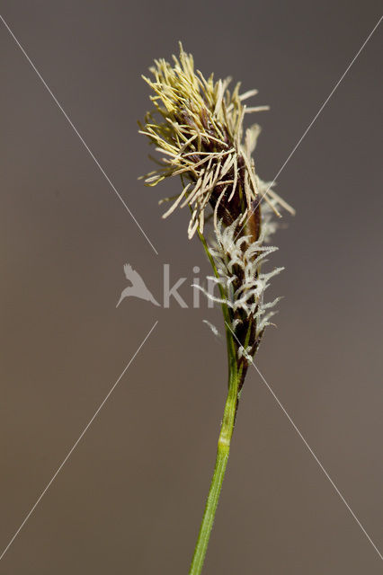 Schaduwzegge (Carex umbrosa)